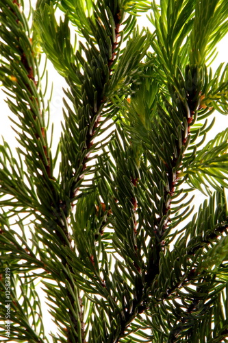 Decoration for pine