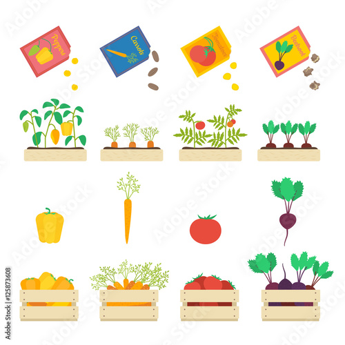 vegerables vector set