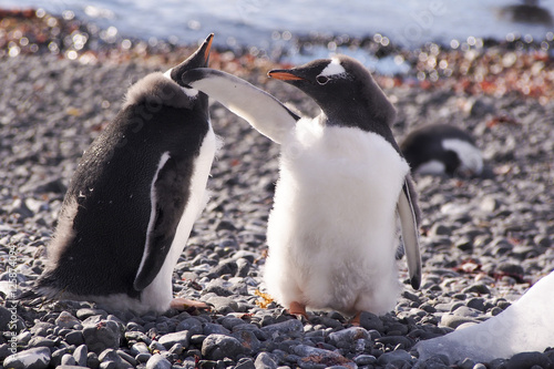 Penguin chick in Antarctica slaps another penguin