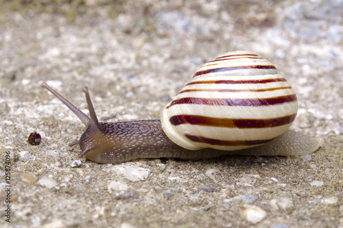 Snail with a striped shell investigates a small object