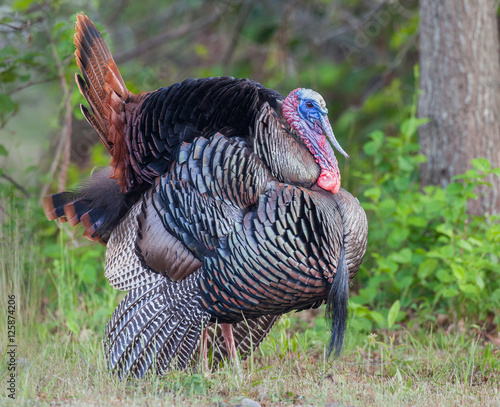 Wild Tom Turkey in Full Color