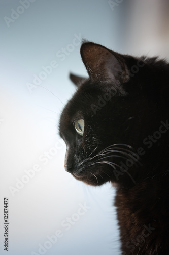 Black cat stares thoughtfully
