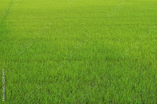 Rice field green grass background. The cultivation season.