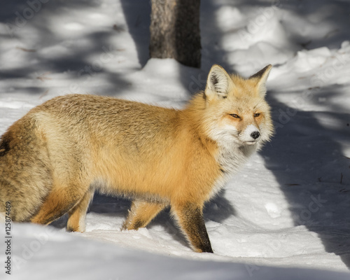 Red Fox moving through the forest in the Tetons in Winter. © jaypetersen