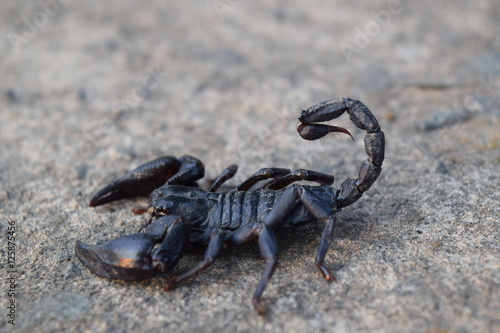 black scorpion