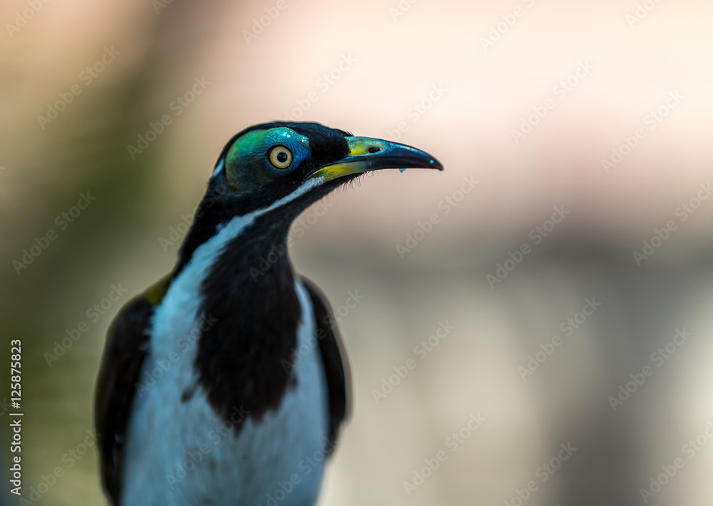 Naklejka premium Honeyeaters in Town