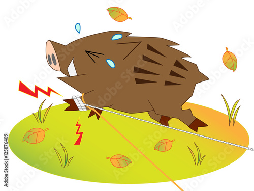捕獲された猪