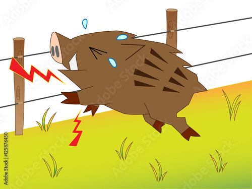 電気柵に触れた猪
