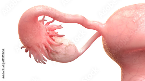 Female Reproductive System Anatomy photo