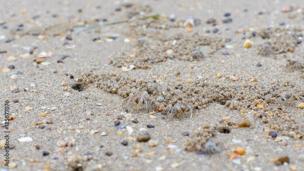 Group of Ghost crabs digging sand balls around burrow at tropical beach of Thailand. Group of Ghost crabs digging sand balls around burrow at tropical beach of Thailand.