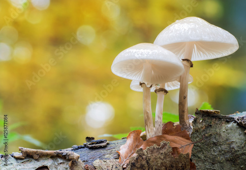 A group of mushrooms - Oudemansiella mucida