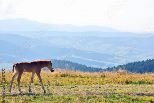 young horse against a mountain landscape