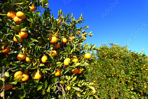 Florida Orange Grove Background