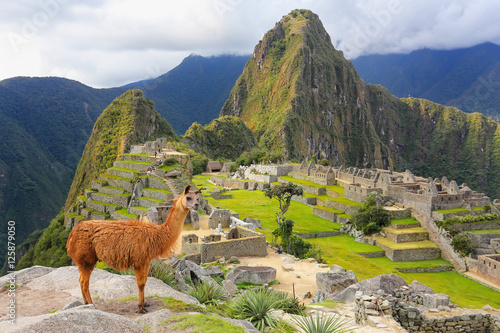 Llama standing at Machu Picchu overlook in Peru