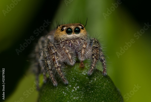 Macro of a jumping spider (Hyllus semicupreus, Family : Salticidae)