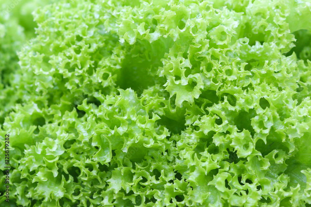 vegetables grown using hydroponics in cameron highland, malaysia vegetables grown using hydroponics in cameron highland, malaysia