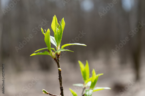 Spring buds with new leaves on branch against blurred background 