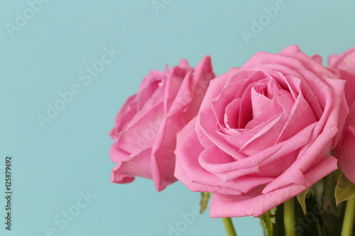 bouquet of pale pink roses on a blue background 1