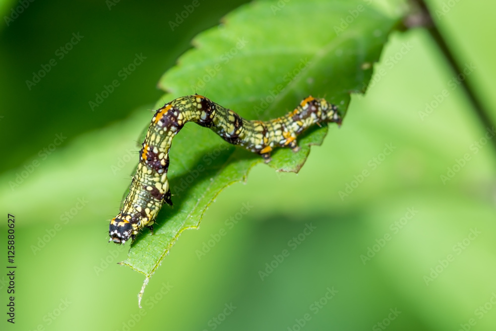Unknown caterpillar Unknown caterpillar