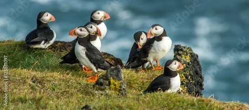Fototapeta Maskonur, wybrzeże Heimaey, Południowa Islandia