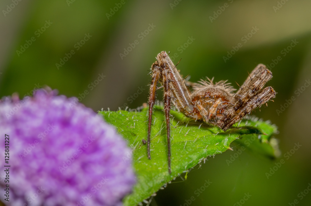 Spider along side a wild flower