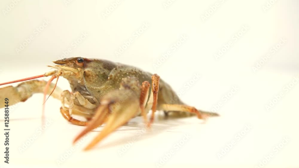 Alive crayfish closeup Alive crayfish closeup