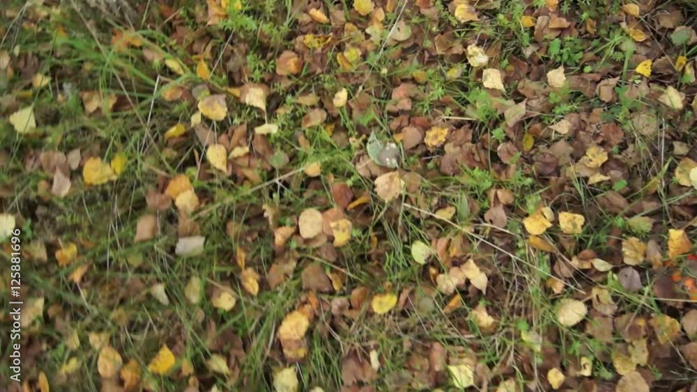 A large number of poisonous toadstools in a clearing in the woods. A large number of poisonous toadstools in a clearing in the woods.