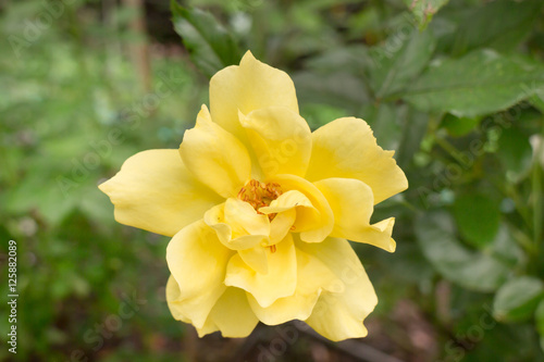 Yellow roses bush in the garden