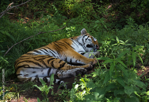 Amur tiger rest in the green overgrown.