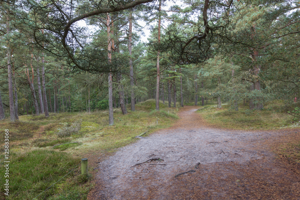 Fototapeta premium Waldweg bei Prerow 