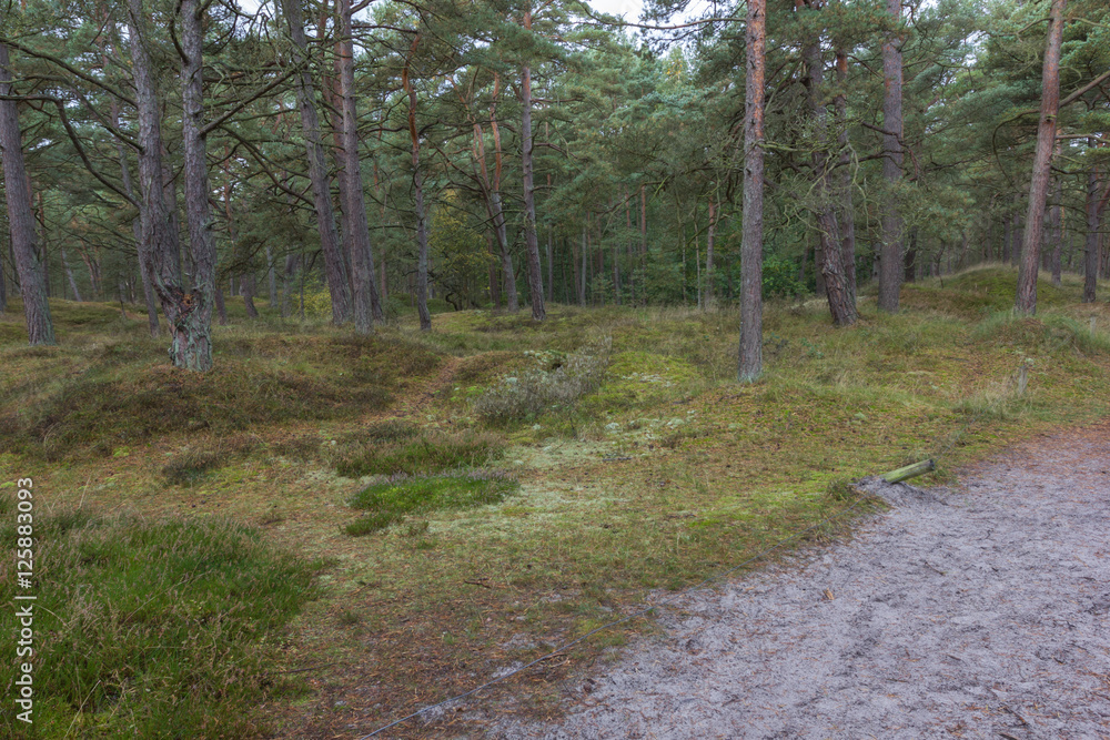 Fototapeta premium Waldweg bei Prerow 