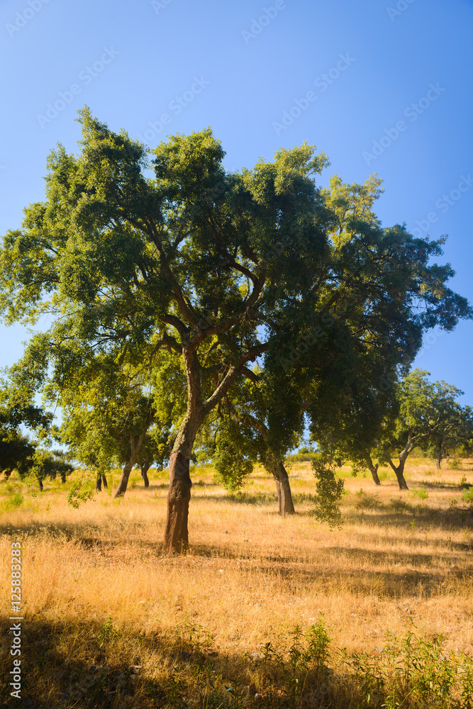 Cork trees natural resources Landscape. Parque Natural da Serra de Sao  Mamede. Alentejo. Portugal