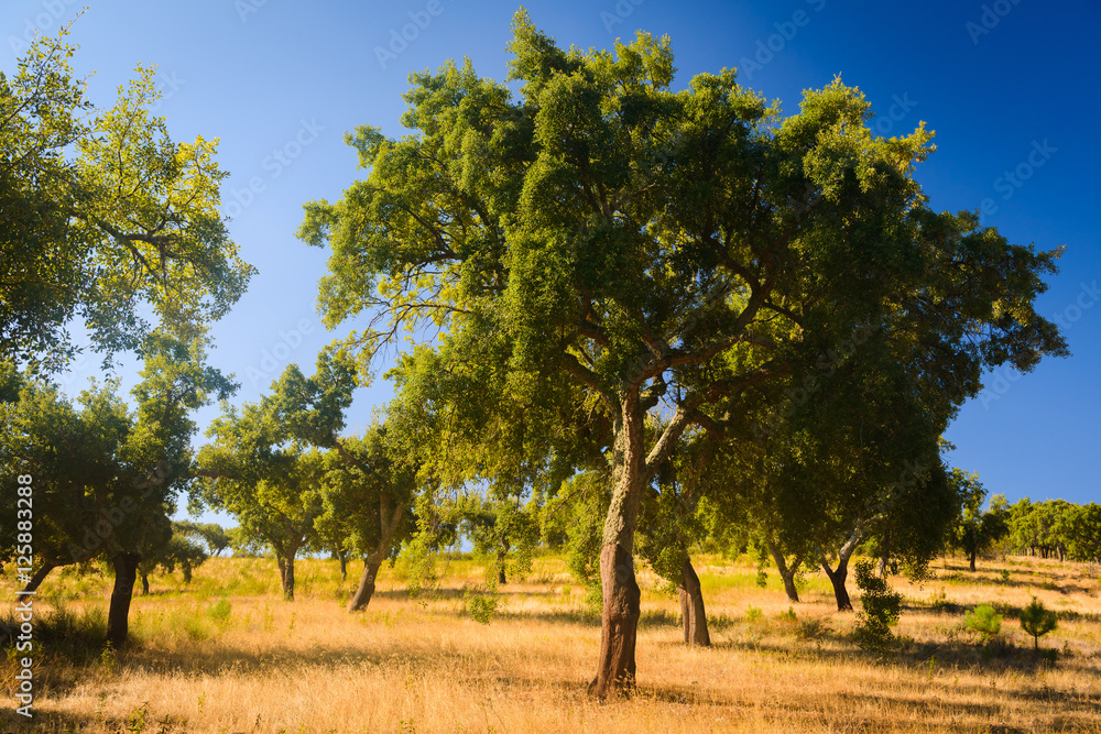 Fototapeta premium Cork trees natural resources Landscape. Parque Natural da Serra de Sao Mamede. Alentejo. Portugal