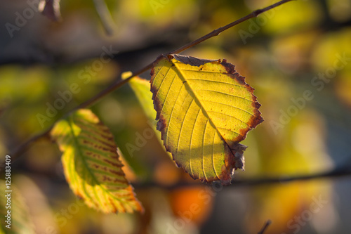 yellow fall leaf close up