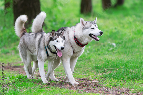 Two Siberian husky running in the woods