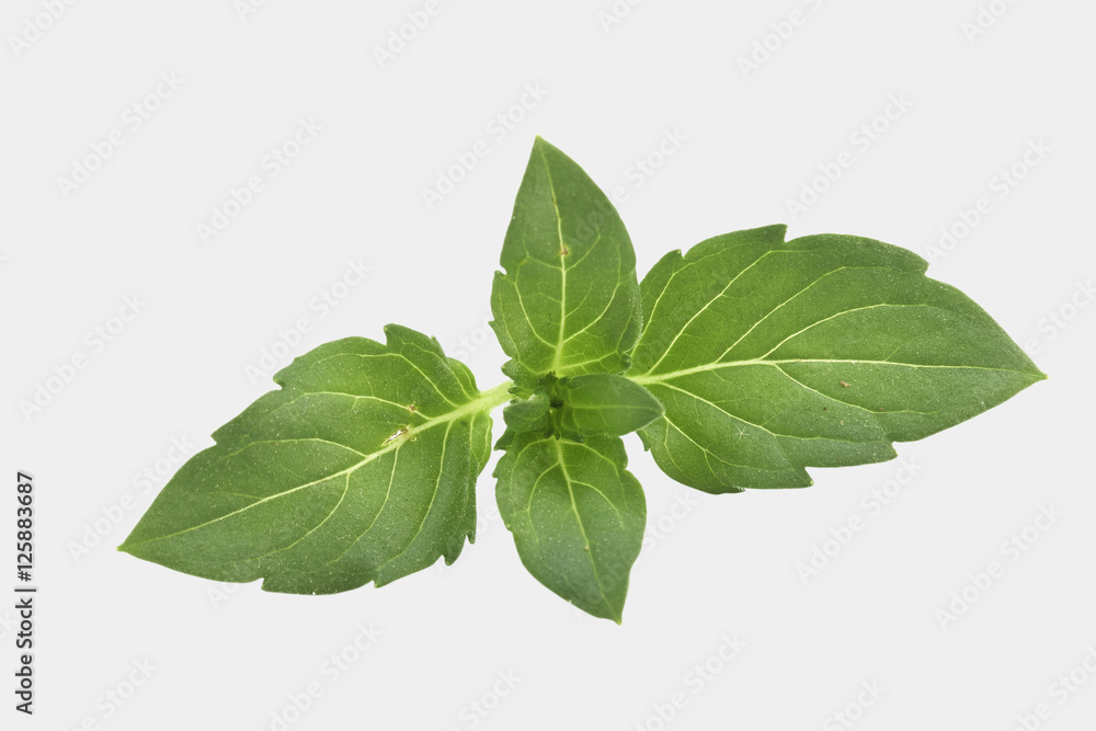 Obraz premium Fresh mint