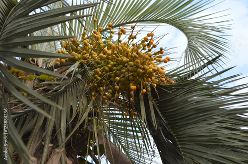 Бутия желейная пальма