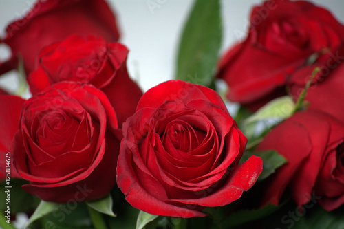 flowers  red roses