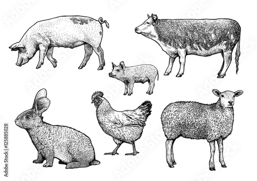Engraved, vector farm animals illustration.