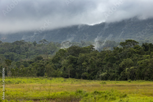 Forest and meadow