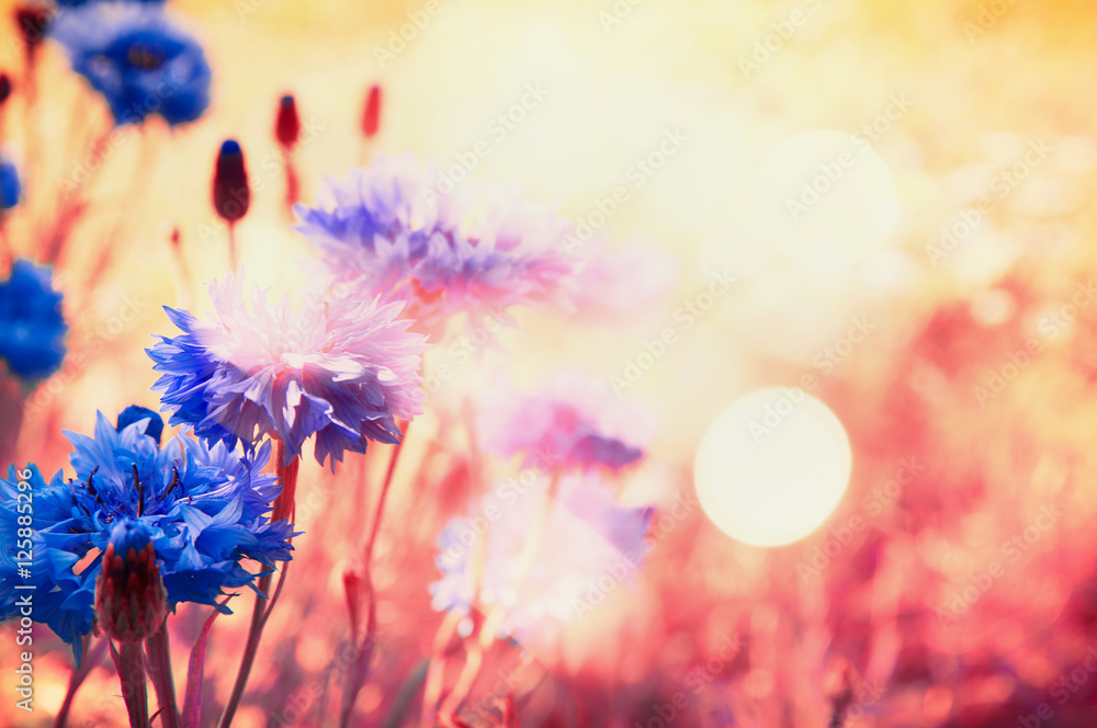 Blue cornflowers in rays of sun with bokeh , floral nature background Blue cornflowers in rays of sun with bokeh , floral nature background