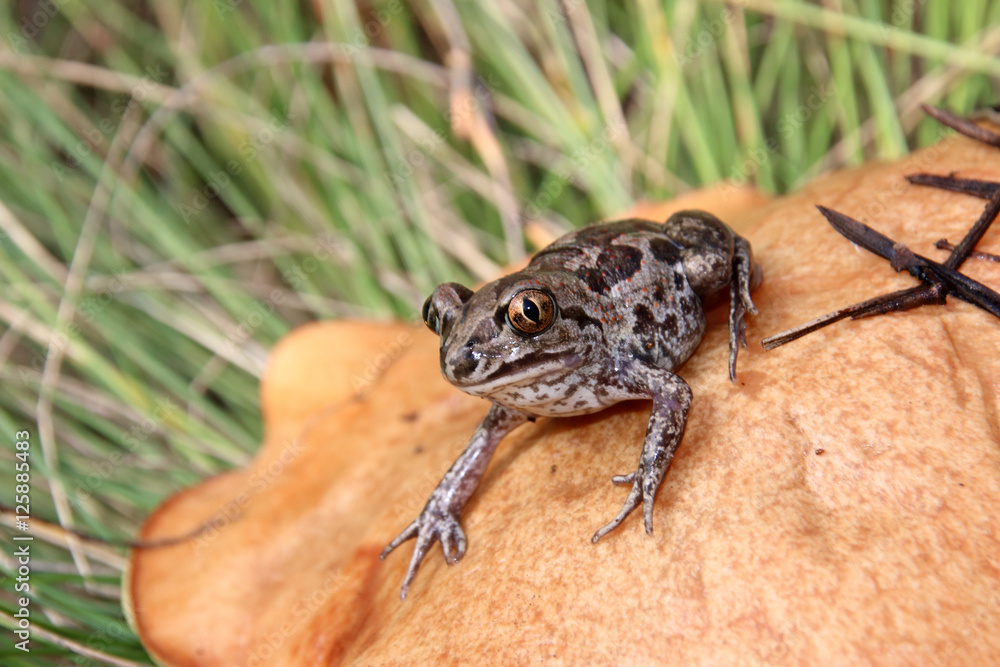 Obraz premium Common spadefoot (Pelobates vespertinus) sitting on a slippery jack (Suillus luteus) mushroom cap in the September forest