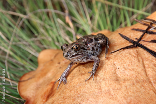 Common spadefoot (Pelobates vespertinus) sitting on a slippery jack (Suillus luteus) mushroom cap in the September forest photo