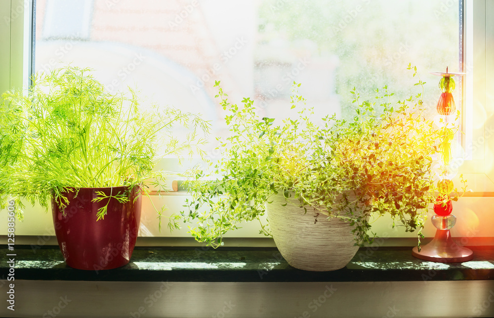 Kitchen cooking herbs in flowers pot on window still Kitchen cooking herbs in flowers pot on window still