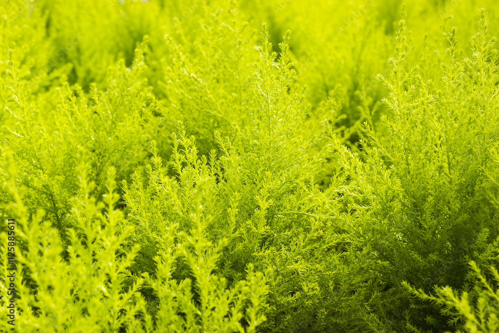Green yellow fern in nuture Green yellow fern in nuture