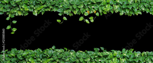 Heart shaped green leaves vine plant of devil's ivy or golden pothos popular houseplant nature frame layout isolated on black background.