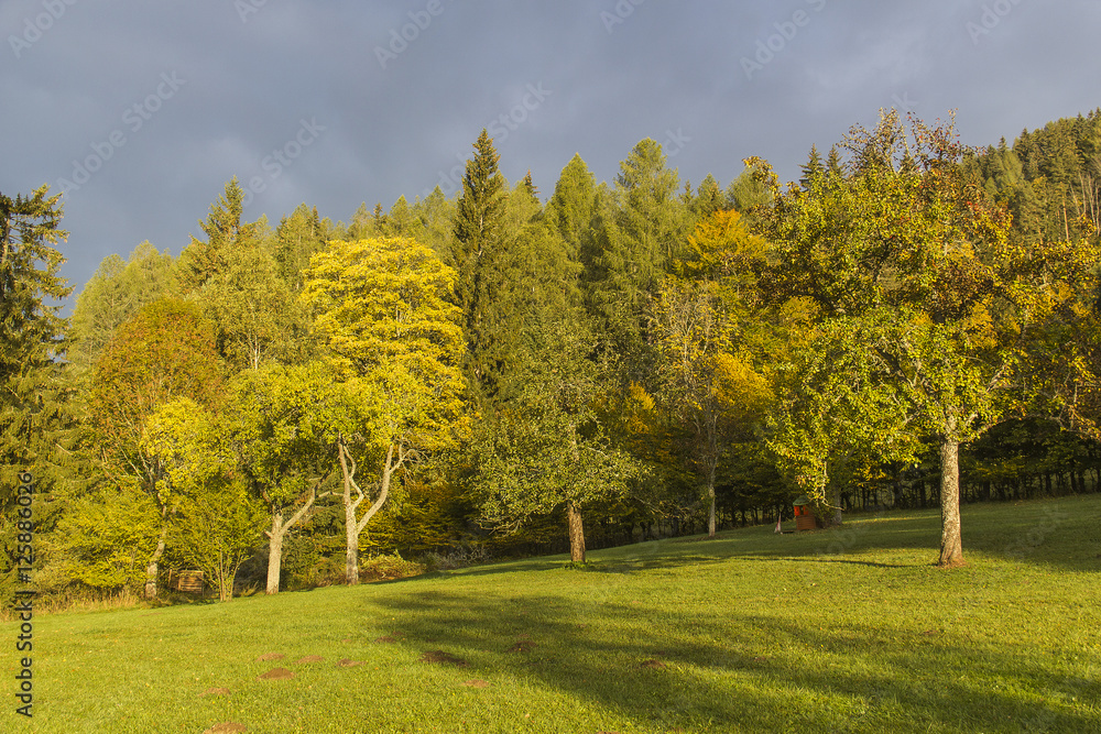 Naklejka premium Herbstfarben am Erlaufsee im Mariazellerland