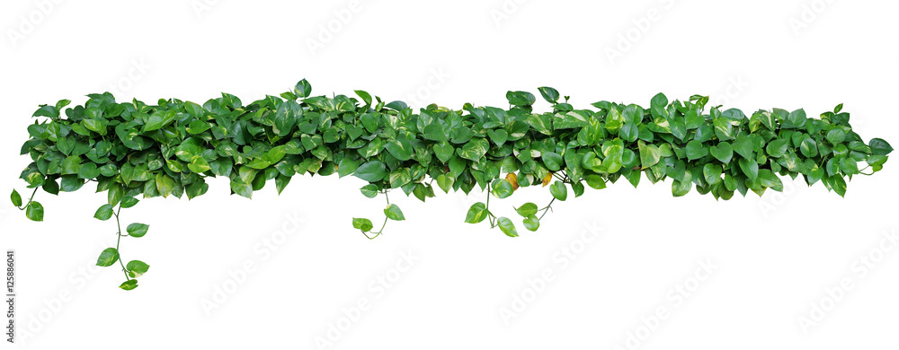 Heart shaped green leaves vines of devils ivy or golden pothos (Epipremnum aureum) plant bush isolated on white background with clipping path. - obrazy, fototapety, plakaty 