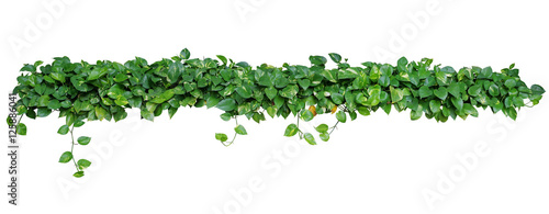 Heart shaped green leaves vines of devils ivy or golden pothos (Epipremnum aureum) plant bush isolated on white background with clipping path.