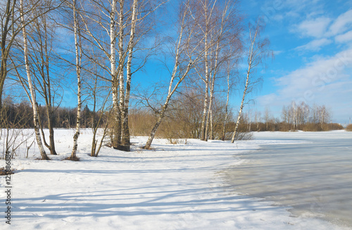 Springtime.Birches on a background of blue sky.